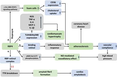 Adipokine Retinol Binding Protein 4 and Cardiovascular Diseases